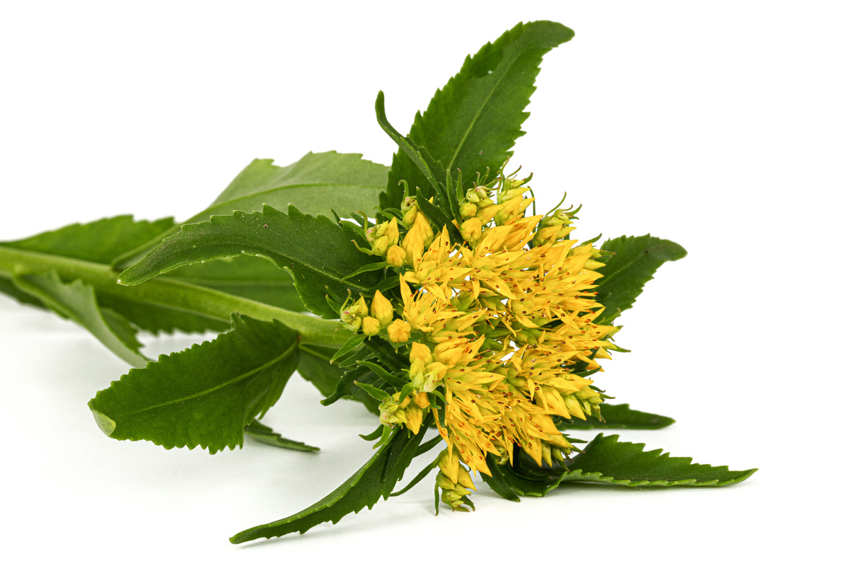 Rhodiola for Depression: What You Need to Know