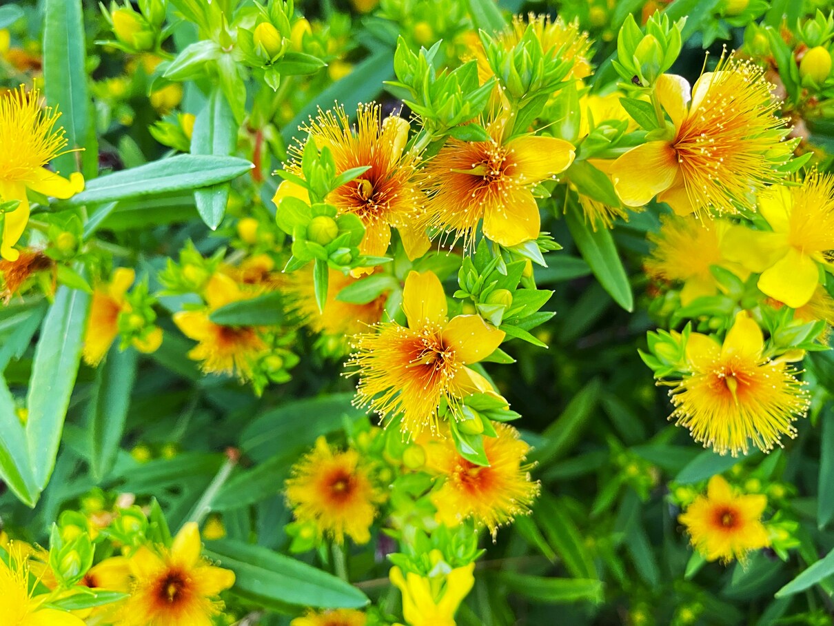 Can You Use St. John's Wort For OCD?