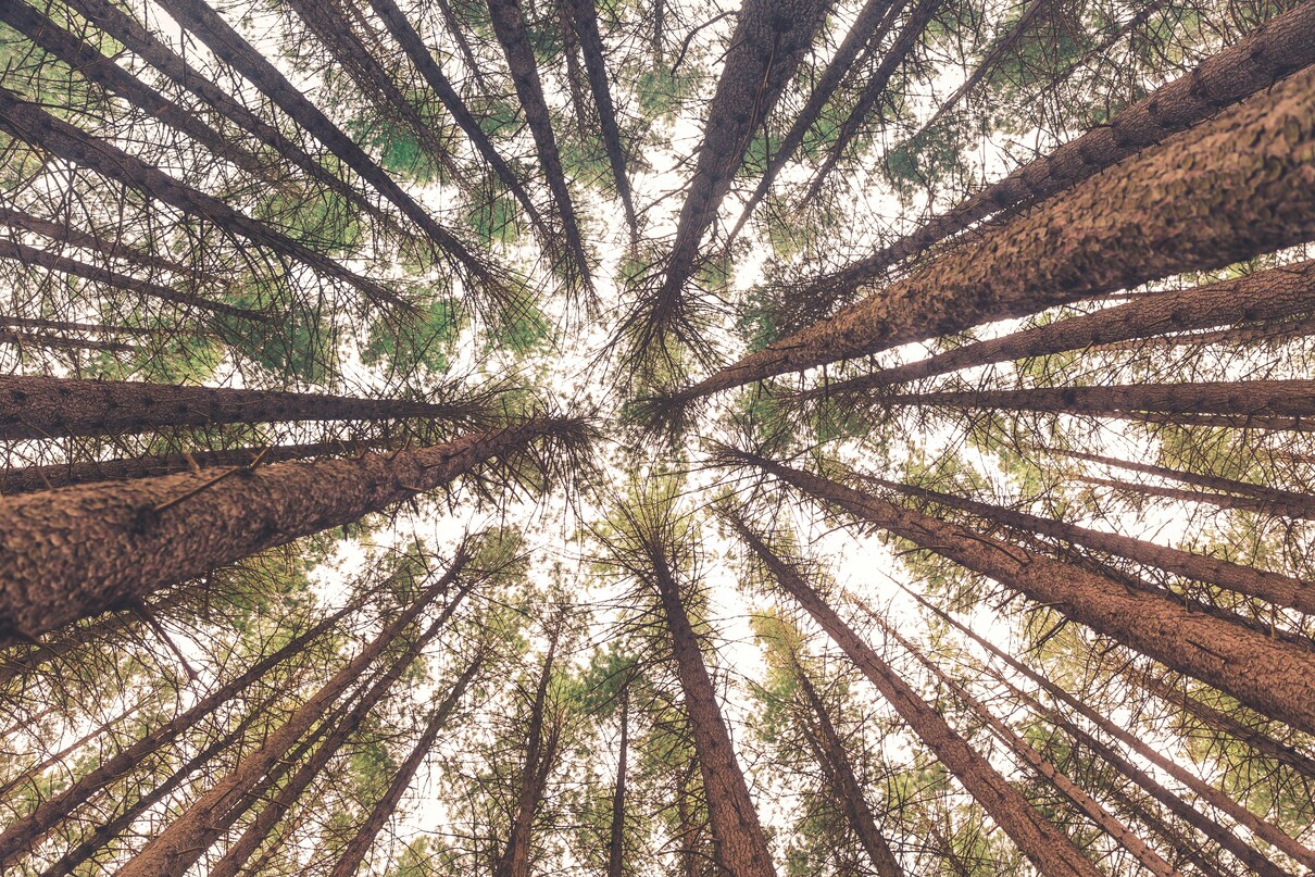 Pine Bark and ADHD: Does It Help?