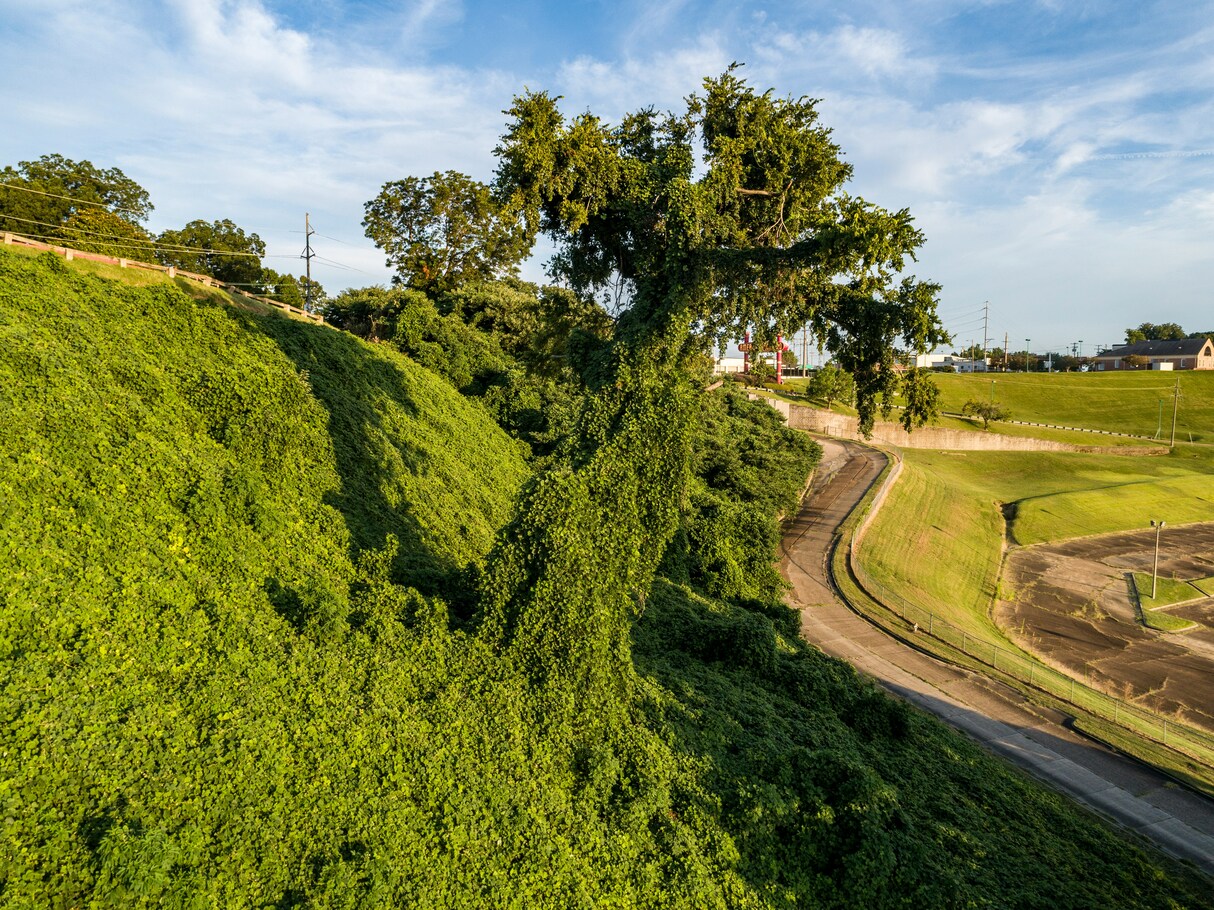 Kudzu for Alcoholism: Can It Help?
