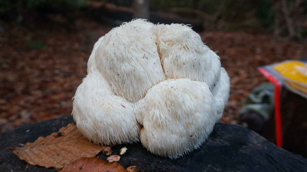 Fresh lion’s mane mushroom with white shaggy texture, used for cognitive health and ADHD support.