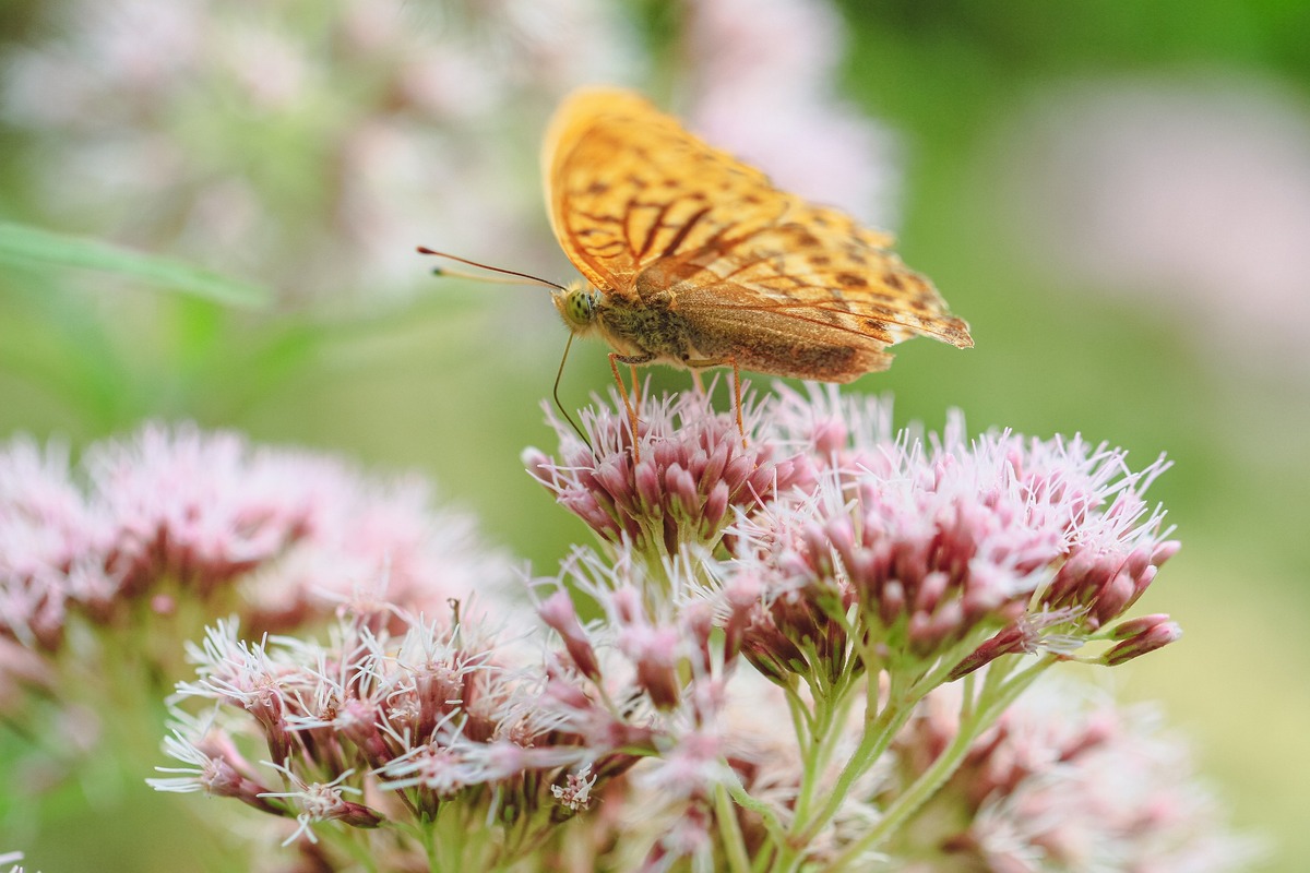Valerian for Anxiety: What the Research Actually Says