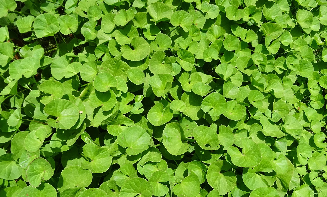 Gotu Kola for ADHD: Can it Help?
