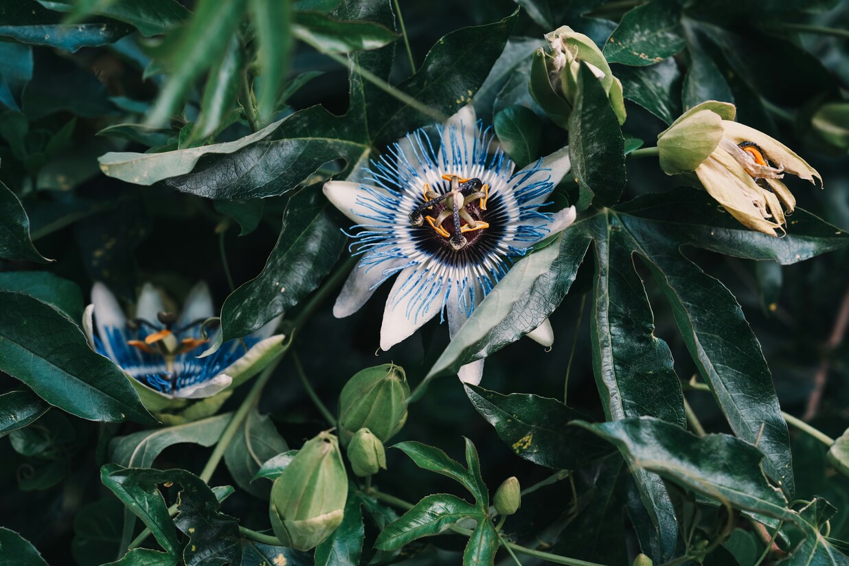 Passionflower for Anxiety: Does It Actually Work?